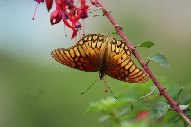 Mariposa