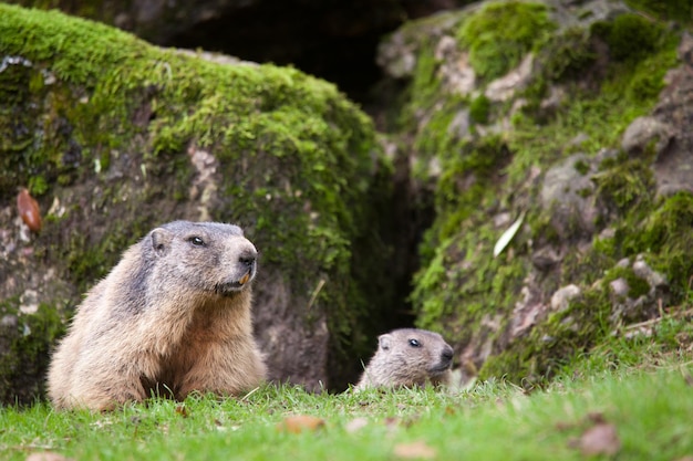 Marmot Marmota marmota