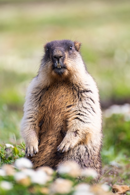 Marmotta alpina divertente, marmotta alpina in piedi, ritratto vicino della marmotta