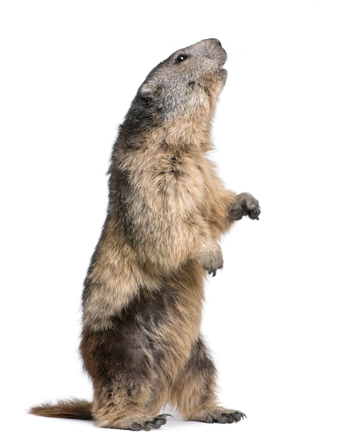 Marmotta alpina - Marmota Marmota su un bianco isolato