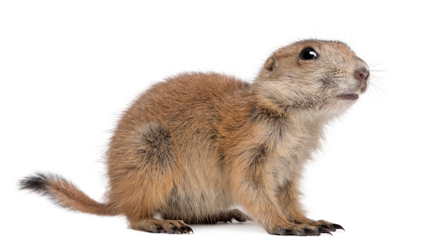 Marmotta con coda nera, Cynomys ludovicianus, sedentesi sul bianco isolato