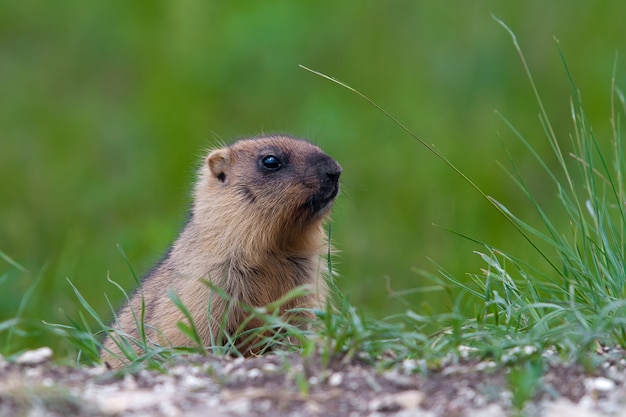 Marmotta contro un prato verde