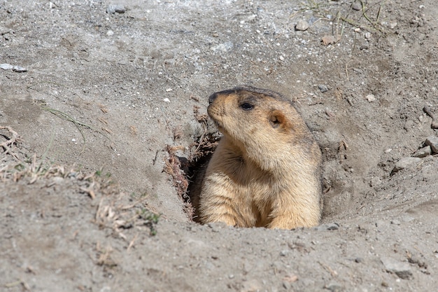 Marmotta divertente che dà una occhiata da una tana in montagna dell'Himalaya, regione del Ladakh, India Natura e concetto di viaggio