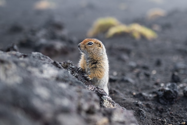 Marmotta divertente con soffice pelliccia