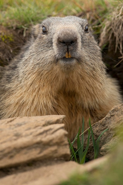 Marmotta isolata