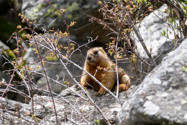 Marmotta Marmota Marmota in piedi nelle rocce in montagna Marmotta nella natura selvaggia