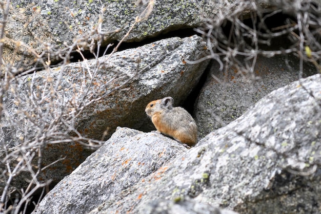 Marmotta Marmota Marmota in piedi nelle rocce in montagna Marmotta nella natura selvaggia