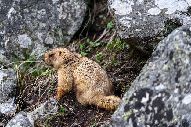 Marmotta Marmota Marmota in piedi nelle rocce in montagna Marmotta nella natura selvaggia