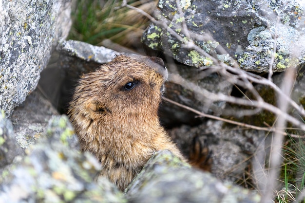 Marmotta Marmota Marmota in piedi nelle rocce in montagna Marmotta nella natura selvaggia