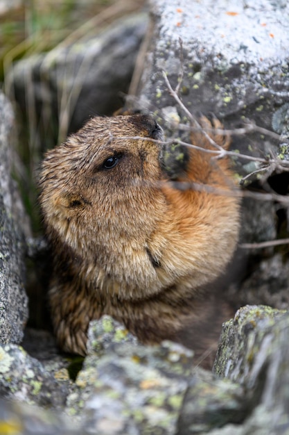 Marmotta Marmota Marmota in piedi nelle rocce in montagna Marmotta nella natura selvaggia