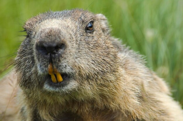 Marmotta Marmota marmota parco nazionale Hohe Tauern Carinzia Austria