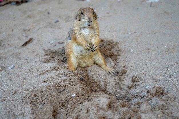 Marmotta sulla sabbia in Tailandia