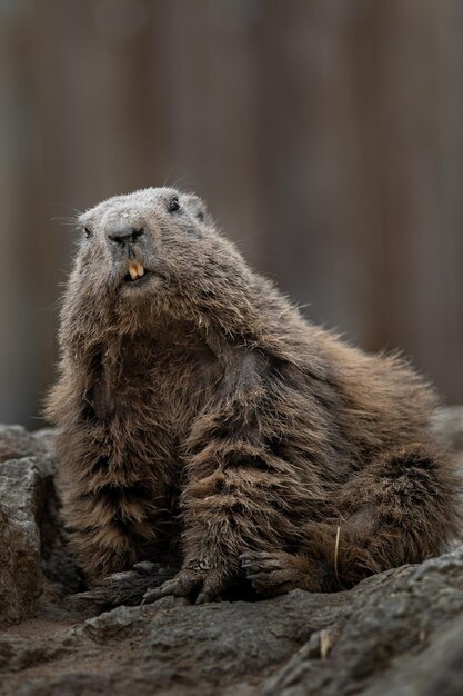 Marmotte alpina