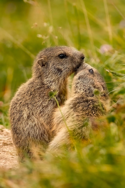 Marmotte che si baciano in montagna