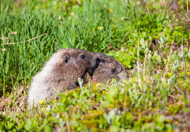 Marmotte sul prato in montagna d'estate, natura selvaggia in Nord America