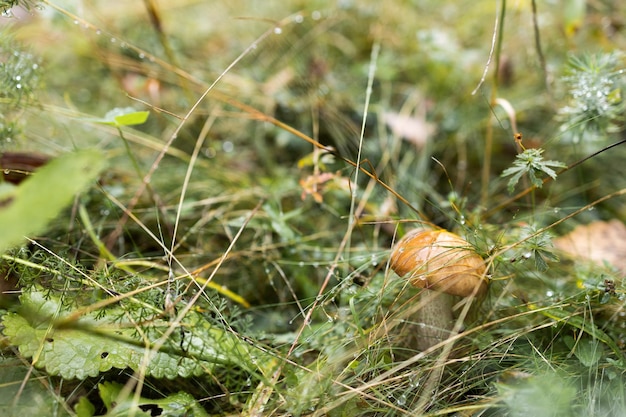 Marrone boletus edulis fungo che cresce in autunno verde muschio con rosso mirtillo rosso verde