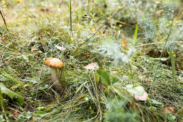 Marrone boletus edulis fungo che cresce in autunno verde muschio con rosso mirtillo rosso verde