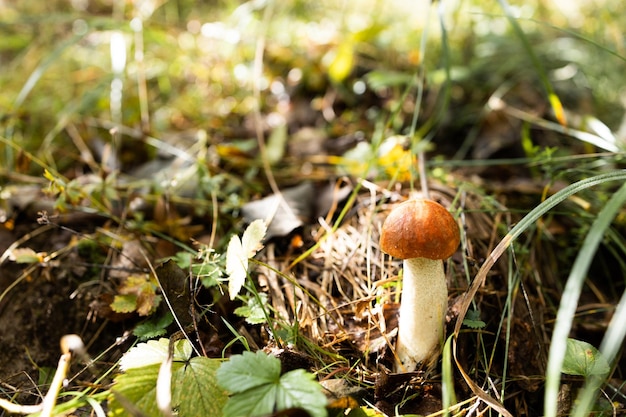 Marrone boletus edulis fungo che cresce in autunno verde muschio con rosso mirtillo rosso verde