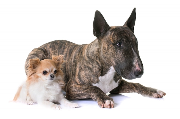 marrone bull terrier e chihuahua