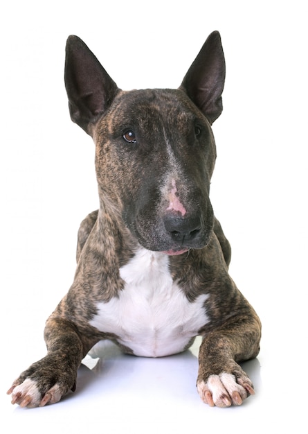 marrone bull terrier