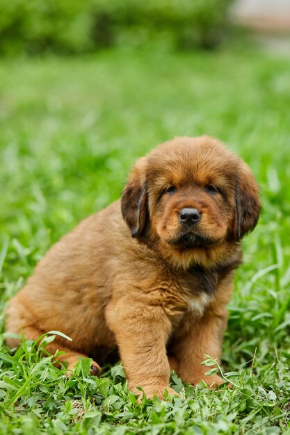 Marrone carino cucciolo felice Terranova Adorabile cane sorriso