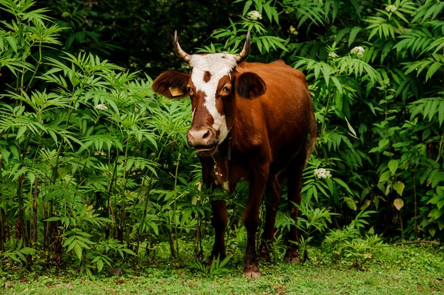 Marrone dell'altopiano con una mucca bianca del modello che sta fra i rami verdi nella foresta