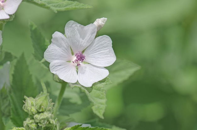 Marsh Mallow Althaea officinalis Rosa fiori di malva in giardino