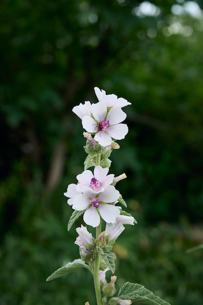 Marsh mallow fiori estivi