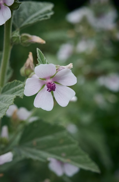 Marsh mallow fiori estivi