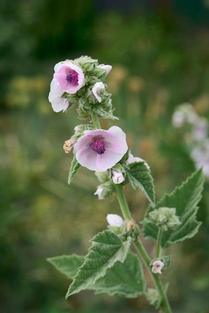 Marsh mallow fiori estivi