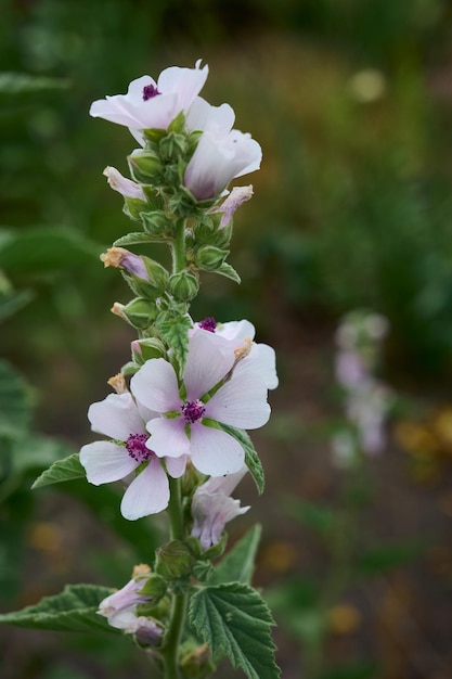 Marsh mallow fiori estivi