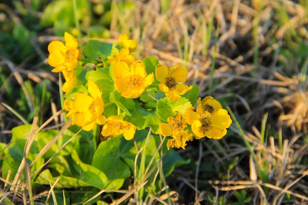 Marsh Marigold (Caltha palustris) sul prato