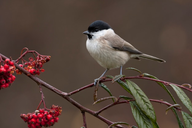 Marsh tit con luce tramonto sul ramo, uccelli, animali, Poecile palustris