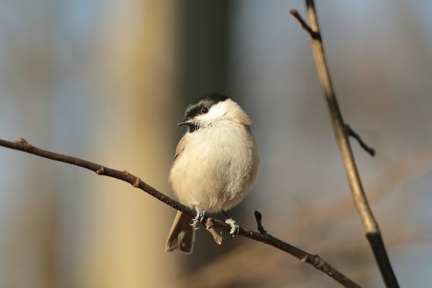 Marsh Tit - Parus palustris su un ramoscello nella foresta