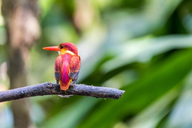 Martin pescatore adulto sostenuto da Rufous appollaiato e riposante