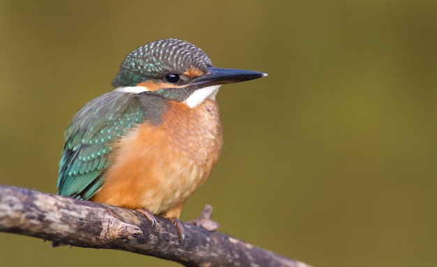 Martin pescatore Alcedo Un giovane uccello siede su un ramo sopra il fiume