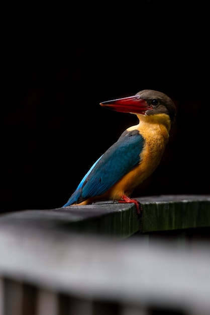 Martin pescatore becco cicogna appollaiato sul ponte di legno