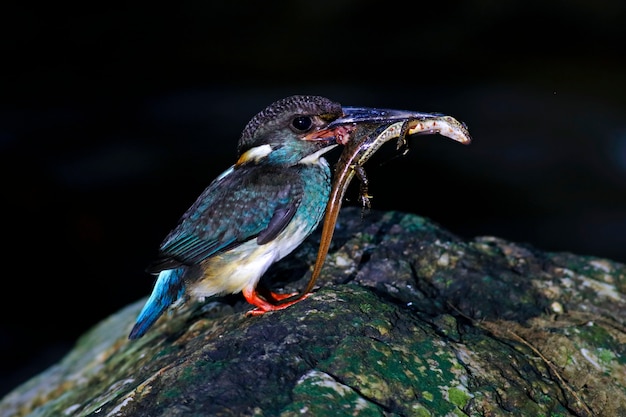 Martin pescatore blu Alcedo euryzona Male Birds Feeding