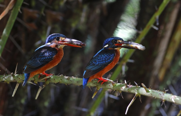 Martin pescatore Blu-eared Alcedo che meninting i bei uccelli maschii e femminili della Tailandia