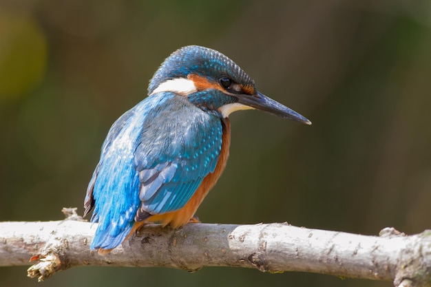 Martin pescatore comune Alcedo atthis All'alba un giovane uccello siede su un bel ramo sopra il fiume