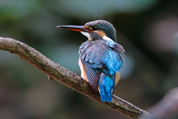 Martin pescatore comune Alcedo atthis Beautiful Female Birds of Thailand