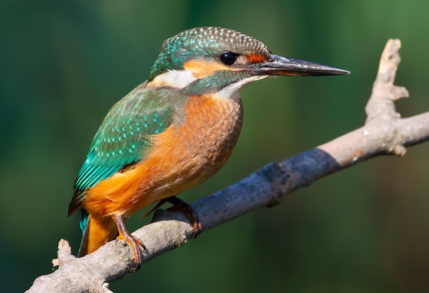 Martin pescatore comune Alcedo atthis Il giovane uccello seduto su un ramo sopra l'acqua