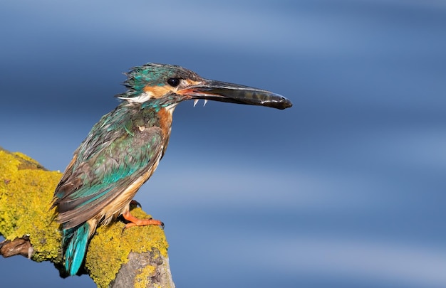 Martin pescatore comune Alcedo atthis Il maschio siede su un bel ramo e tiene un pesce nel becco