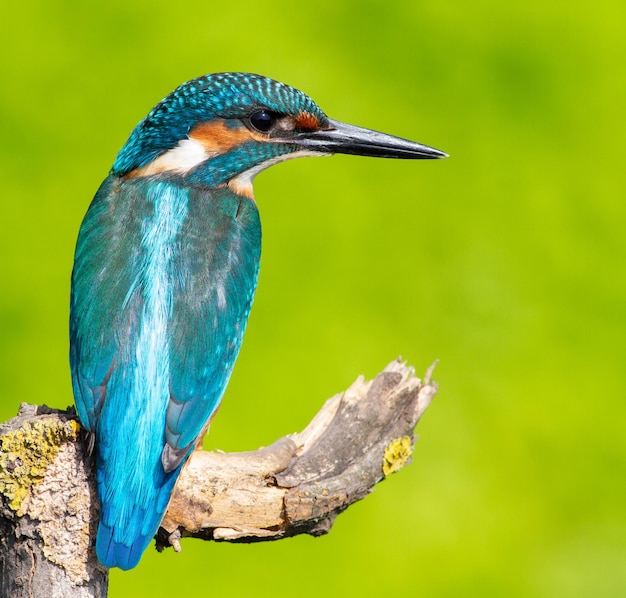 Martin pescatore comune Alcedo atthis L'uccello seduto vicino al fiume su un ramo scrutando nell'acqua