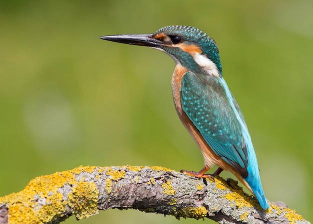 Martin pescatore comune Alcedo atthis L'uccello seduto vicino al fiume su un ramo scrutando nell'acqua