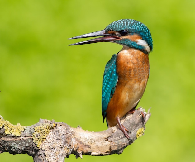 Martin pescatore comune Alcedo atthis L'uccello seduto vicino al fiume su un ramo scrutando nell'acqua