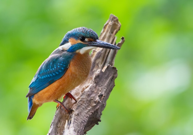 Martin pescatore comune Alcedo atthis L'uccello si siede sopra un fiume poco profondo su un bel vecchio ramo secco