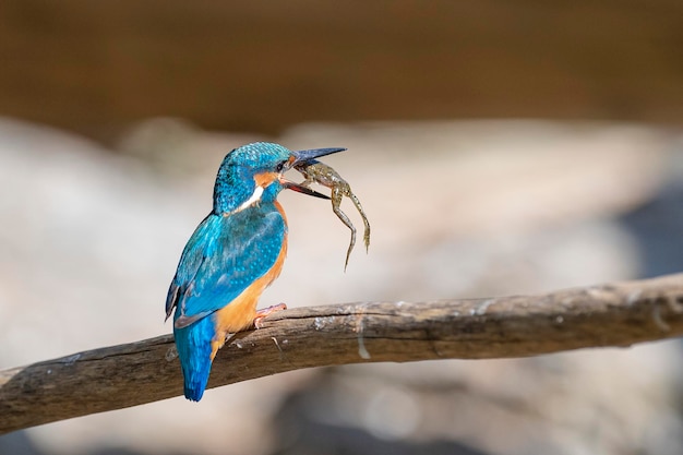 Martin pescatore comune Alcedo atthis Malaga Spagna