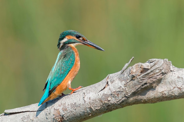 Martin pescatore comune Alcedo atthis Malaga Spagna