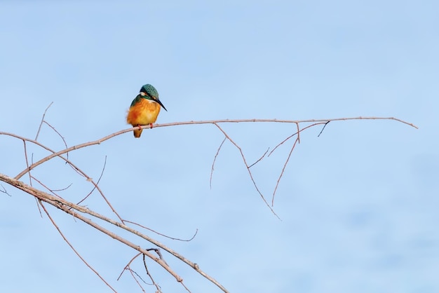 Martin pescatore comune (Alcedo atthis) Martin pescatore uccello seduto su un ramo